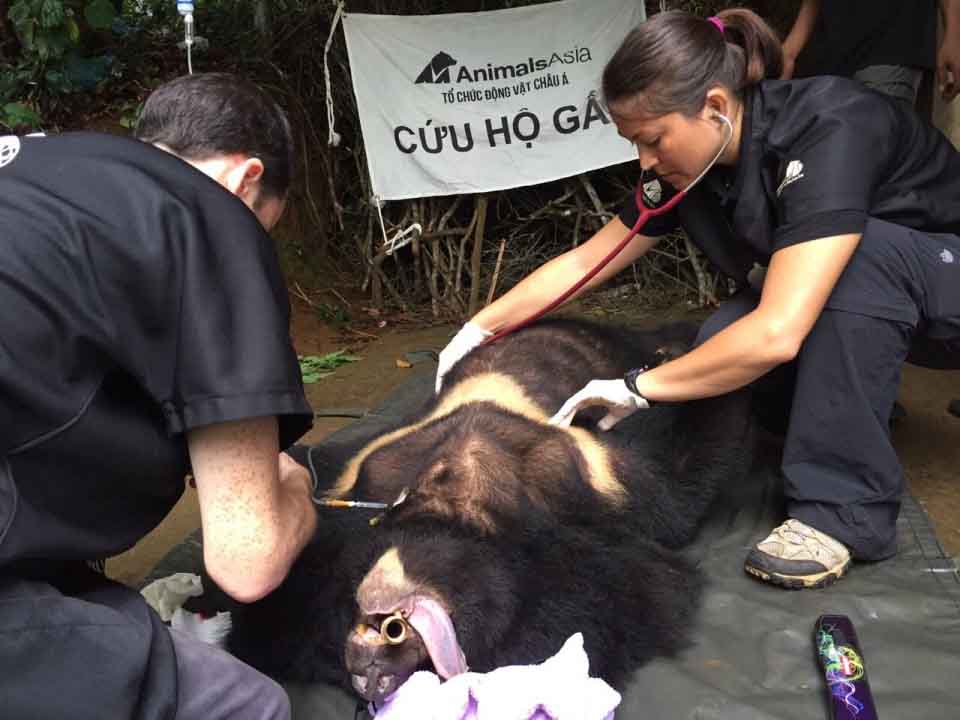 Chuyện gấu còn rất ... gấu !